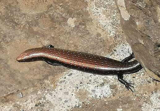 Image of Chalcides coeruleopunctatus Salvador 1975