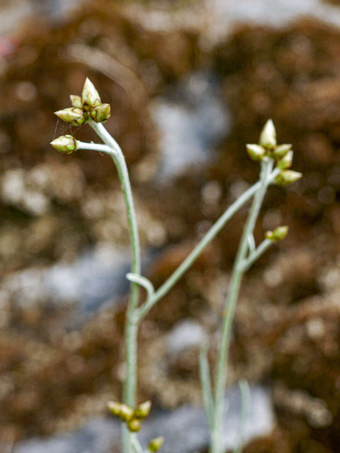 Image of Phagnalon sordidum (L.) Rchb.