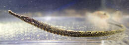 Image of Banded freshwater pipefish