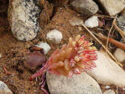 Image of Sedum rubens L.