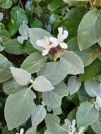 Image of Barleria albostellata C. B. Cl.