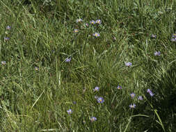 Image of tundra aster