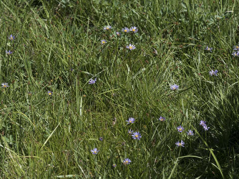 Image of tundra aster