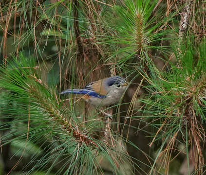 Image of Blue-winged Minla