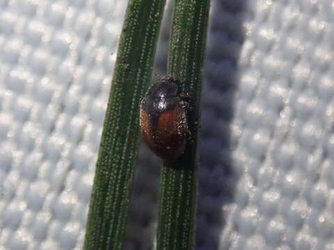 Image of Lady beetle