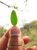 Image of Cadaba fruticosa (L.) Druce