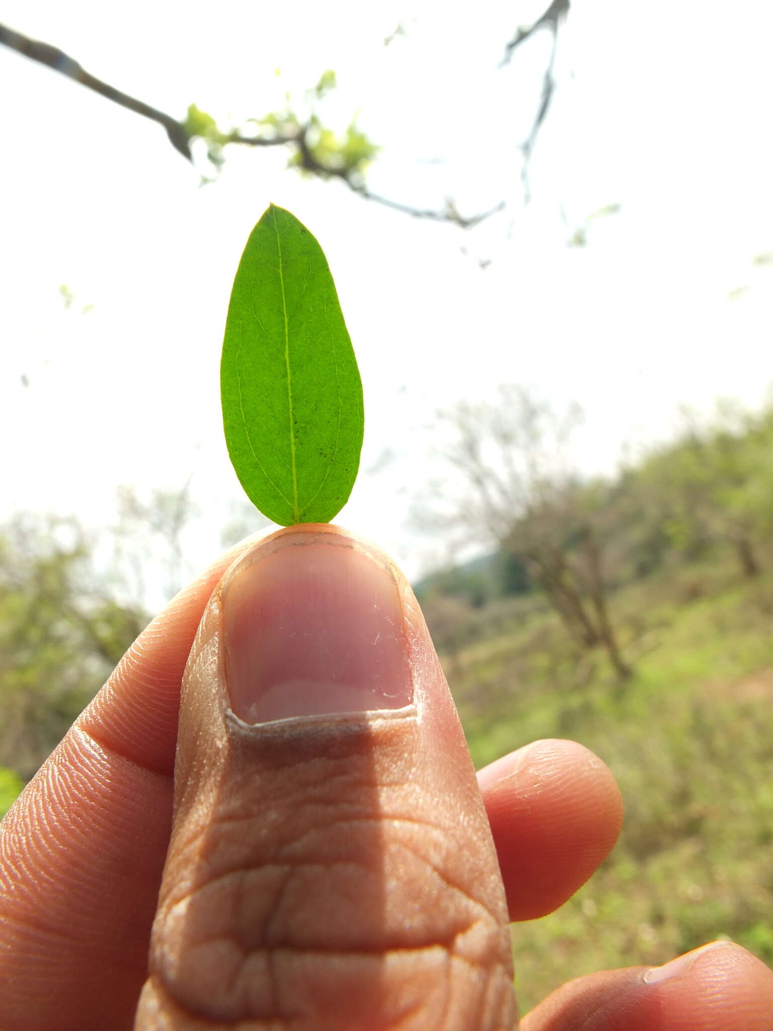 Image of Cadaba fruticosa (L.) Druce