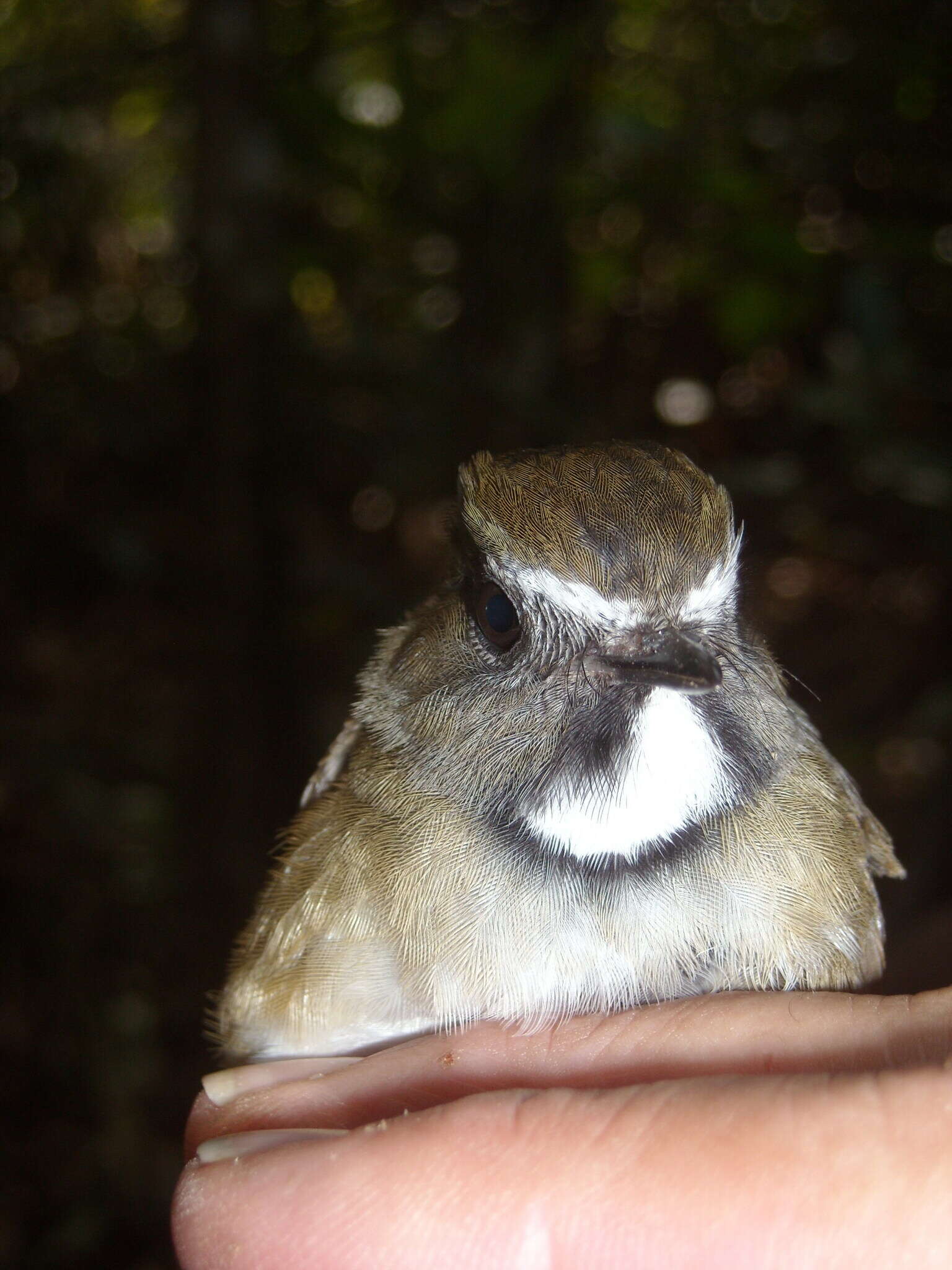 Image of White-gorgeted Flycatcher