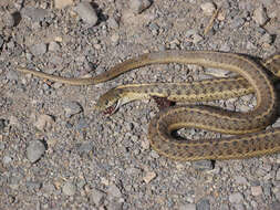 Image of Thamnophis elegans vagrans (Baird & Girard 1853)