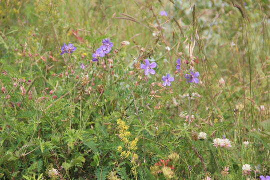 Imagem de Geranium ruprechtii (Woronow) Grossh.