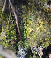 Image of Bush's fissidens moss