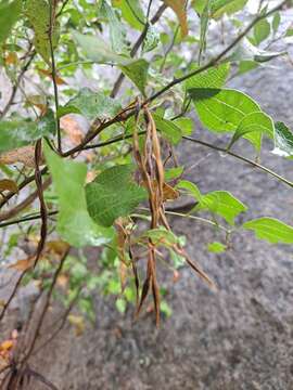 Image of Acacia urophylla Benth.