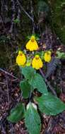 Image of Calceolaria crenatiflora Cav.