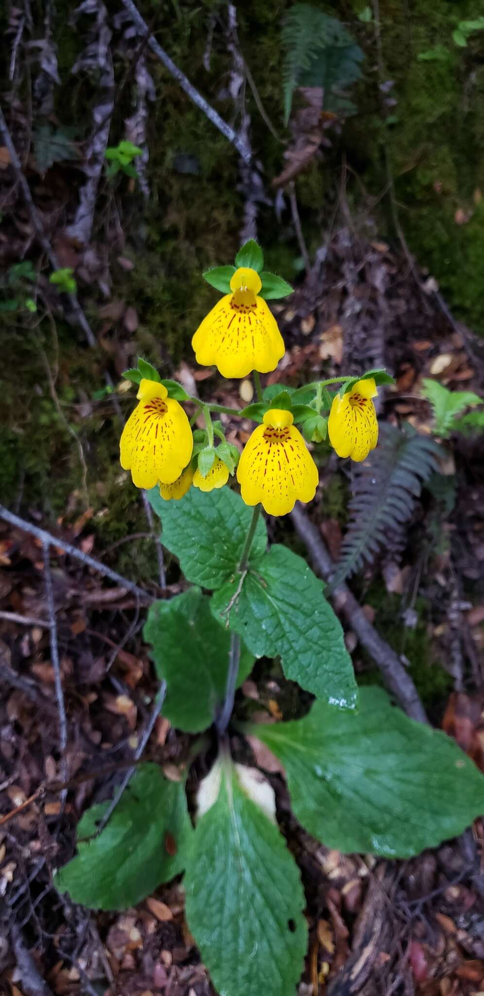 Image of Calceolaria crenatiflora Cav.