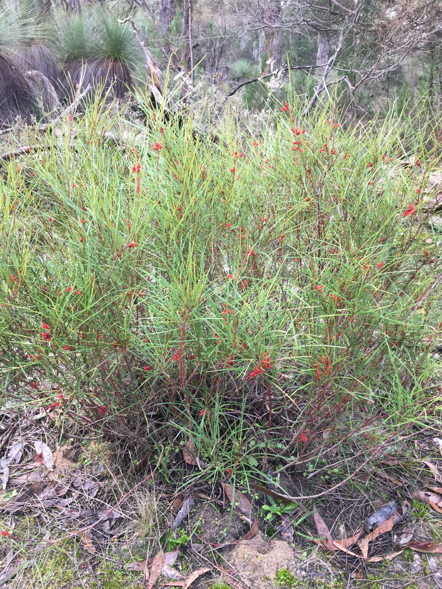 Image of Grevillea dimorpha F. Müll.