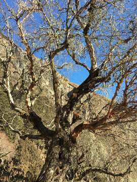 Image of Himalayan Birch