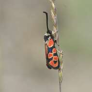 Image of Zygaena hilaris Ochsenheimer 1808