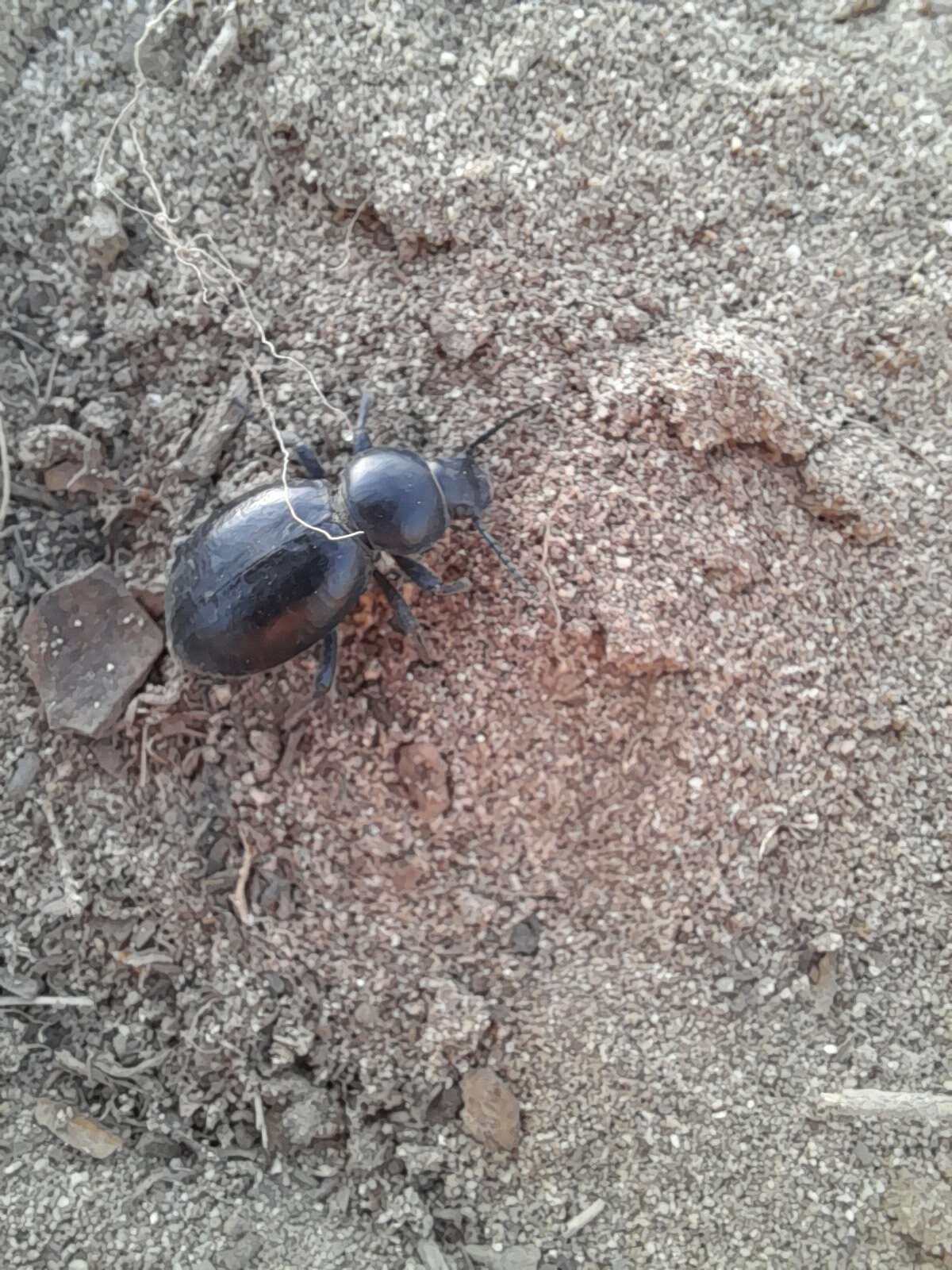 Image of Tentyria grossa grossa