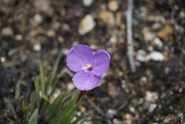 Image of Patersonia pygmaea Lindl.