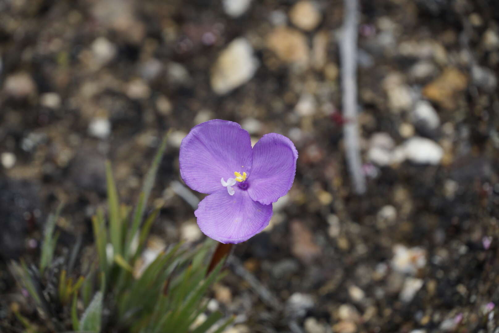 Image of Patersonia pygmaea Lindl.