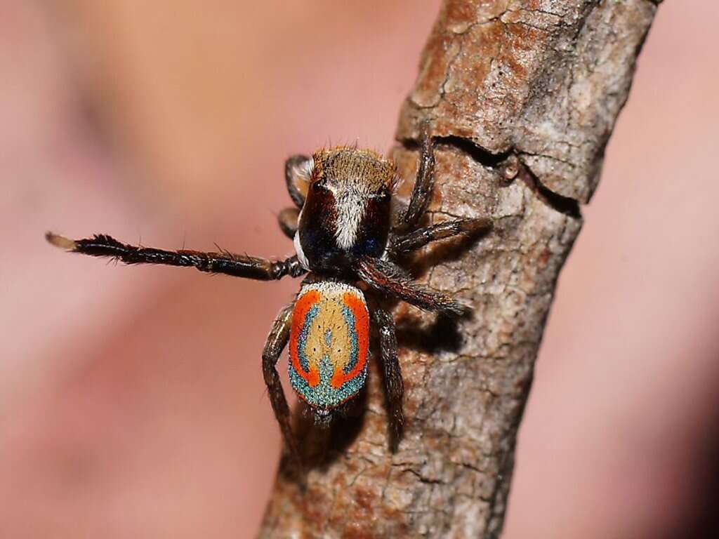 Image of Peacock spider