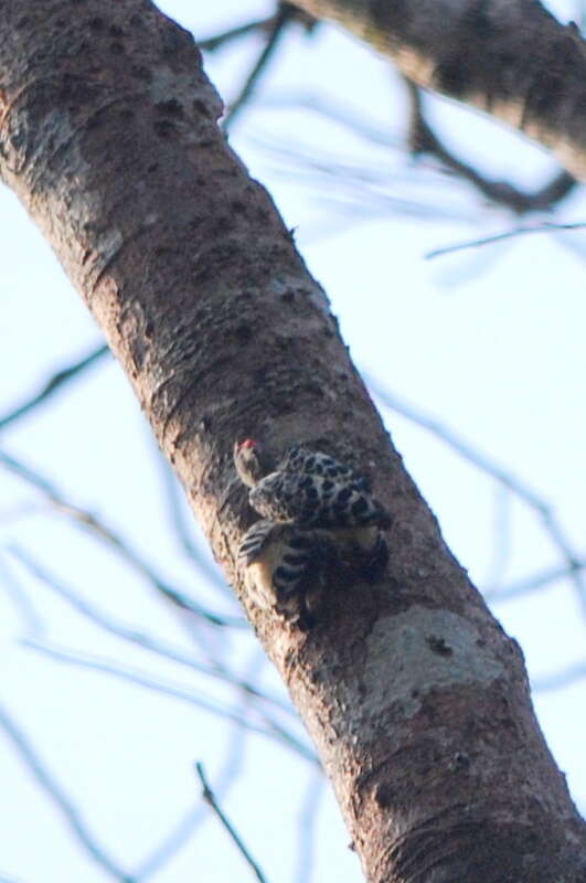 Image of Grey-and-buff Woodpecker