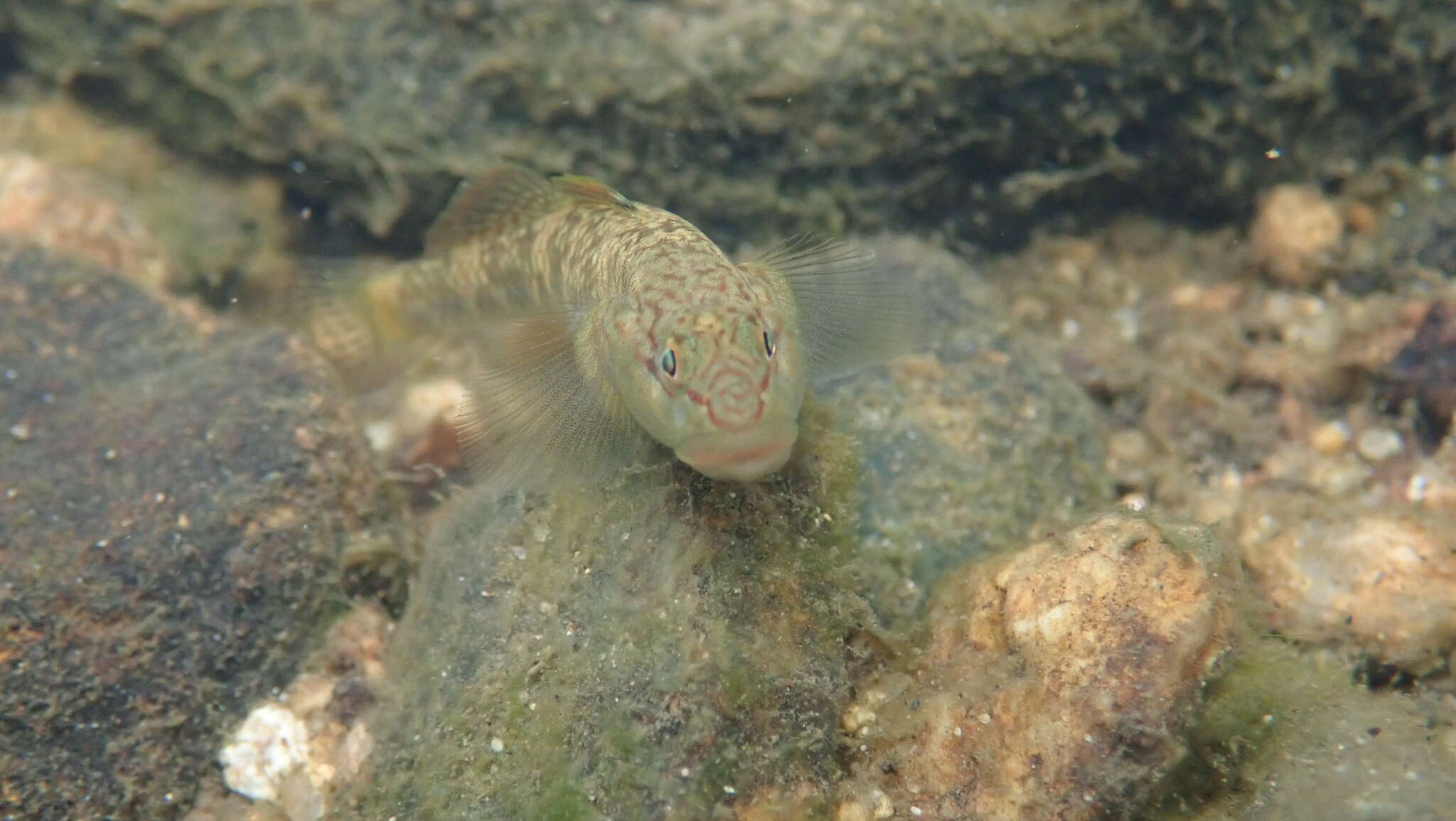 Image of Rhinogobius leavelli (Herre 1935)