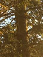 Image of Mexican Douglas-fir