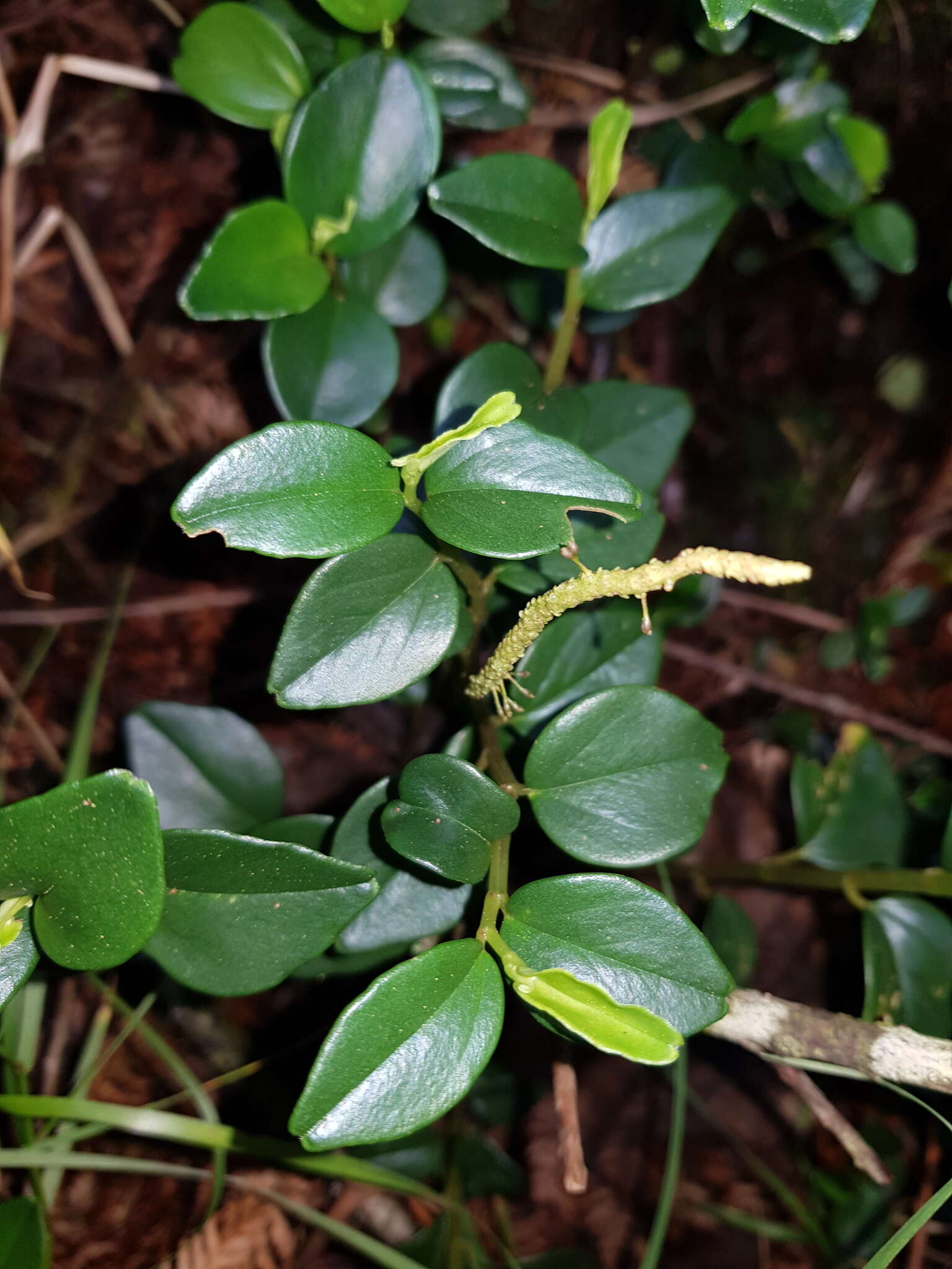 Image of Peperomia tenuipes Trel.