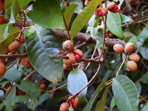 Image of Myristica globosa subsp. muelleri (Warb.) W. J. J. O. de Wilde