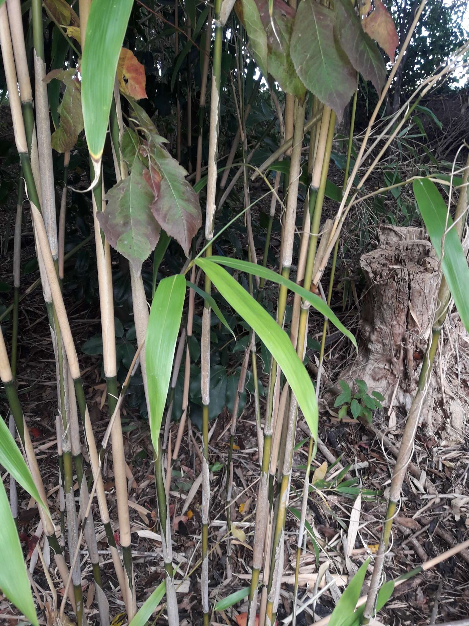 Image of arrow bamboo