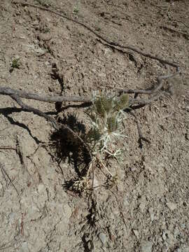 Image of Eryngium spinalba Vill.