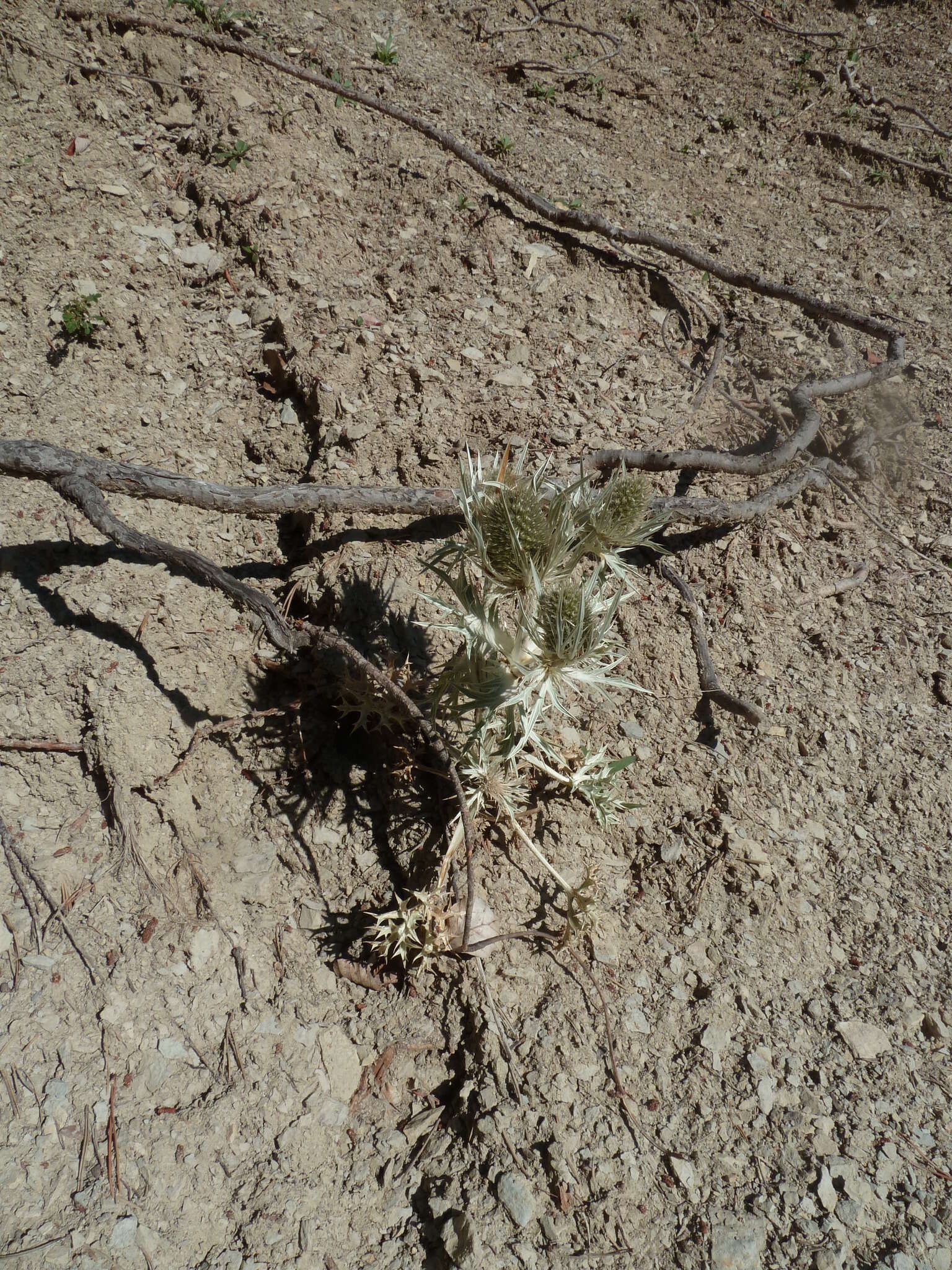 Imagem de Eryngium spinalba Vill.