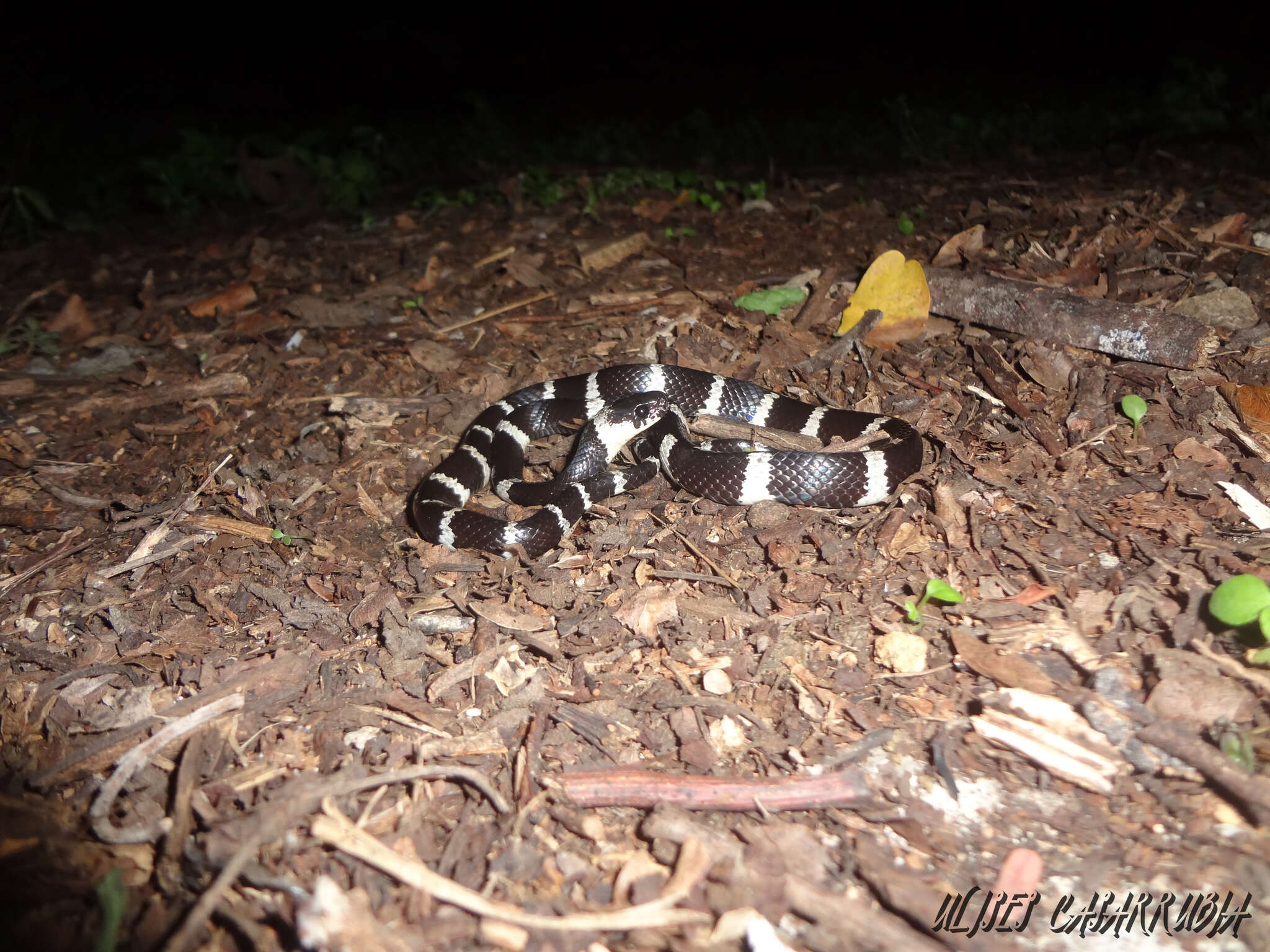 Tropidodipsas fasciata Günther 1858 resmi