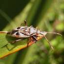 Image of Romna variegata Eyles & Carvalho 1988