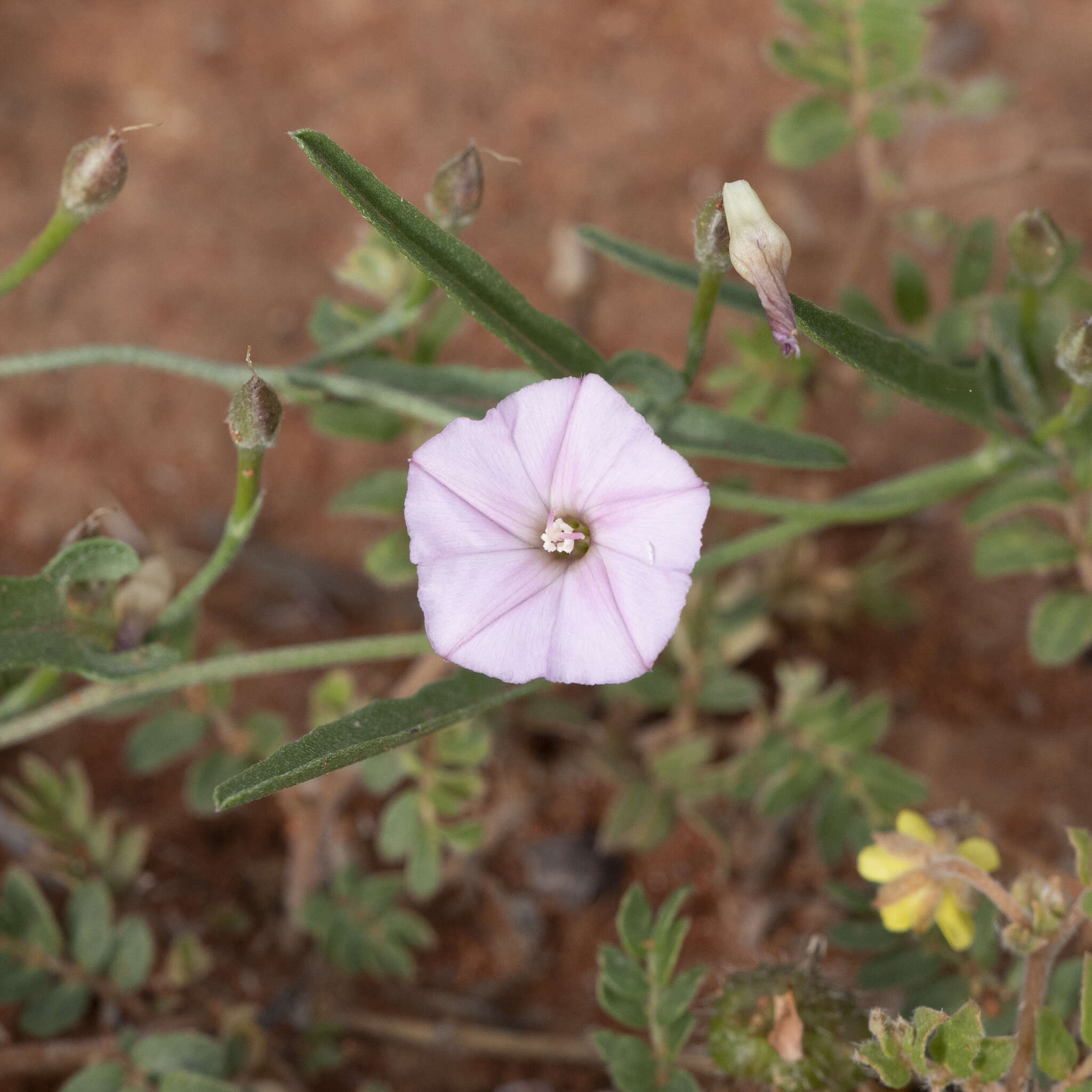 Image of Convolvulus remotus R. Br.