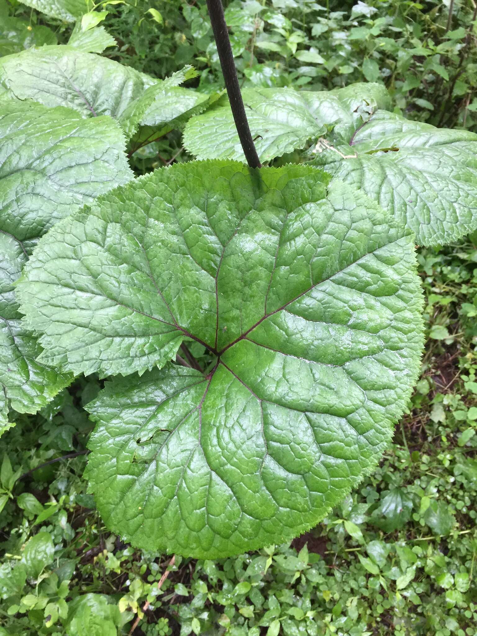 Image de Ligularia stenocephala (Maxim.) Matsum. & Koidz.