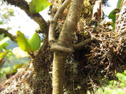 Image of Mandevilla urophylla (Hook. fil.) R. E. Woodson