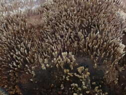 Image of Trametes hirta (P. Beauv.) Zmitr., Wasser & Ezhov 2012