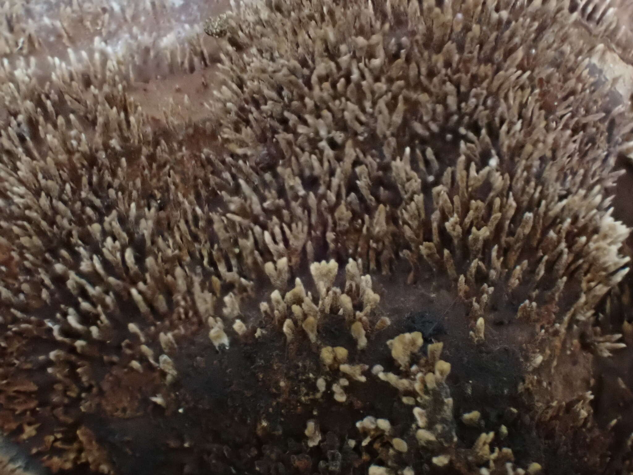 Image of Trametes hirta (P. Beauv.) Zmitr., Wasser & Ezhov 2012