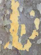 Image of Oriental Plane