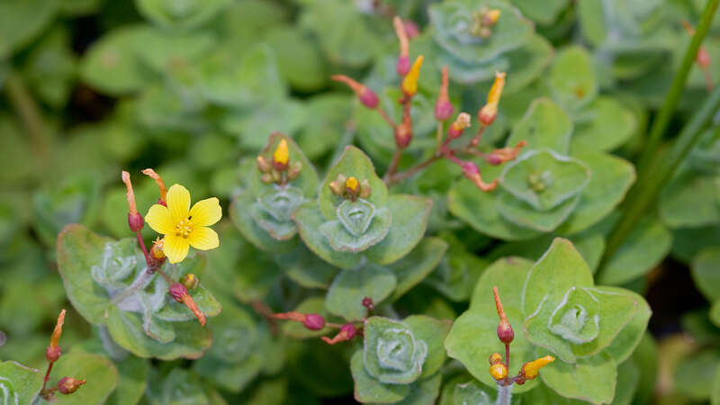 Plancia ëd Hypericum elodes L.