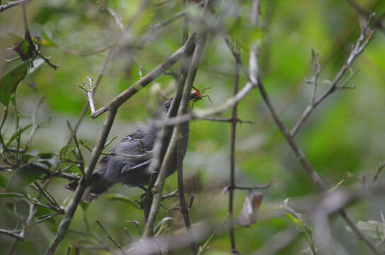 Image of Rio de Janeiro Antbird