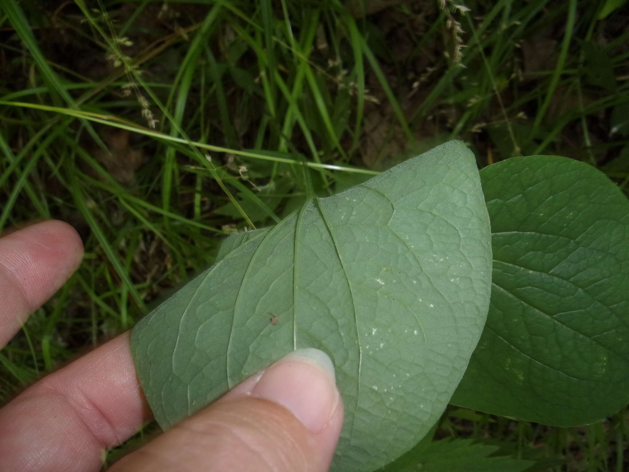 Smilax ecirrhata (Engelm. ex Kunth) S. Watson resmi