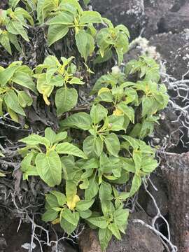 Image de Scalesia gordilloi O. Hamann & S. Wium-Andersen