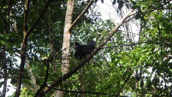 Image of Black Curassow