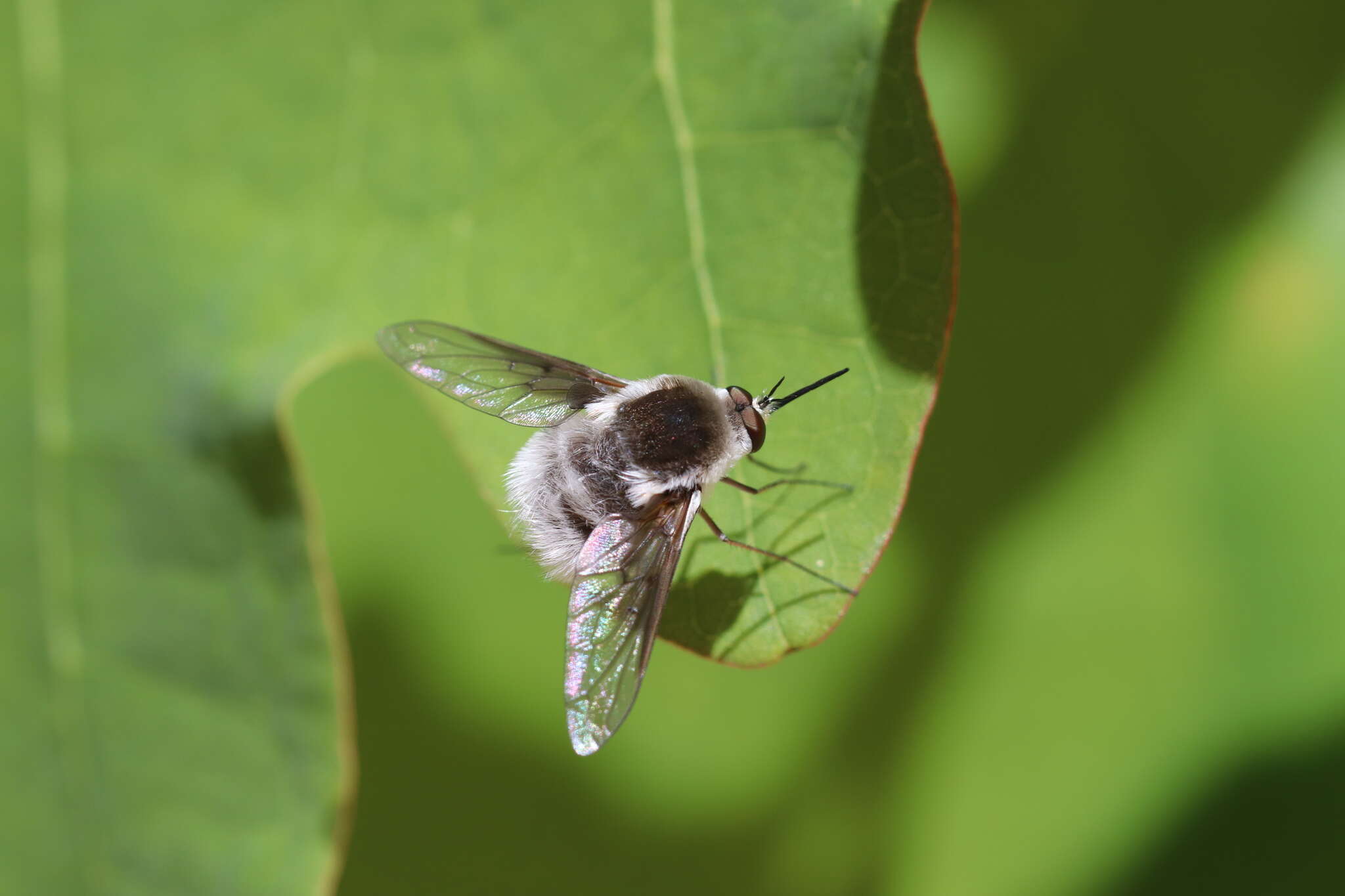 Image of Bombylius incanus Johnson 1907