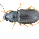 Image of Parophonus (Parophonus) maculicornis (Duftschmid 1812)