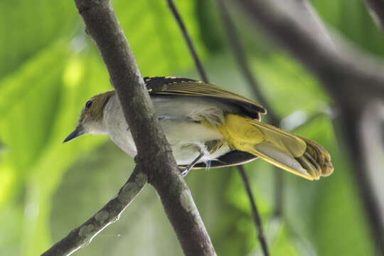 Nicator chloris (Valenciennes 1826)的圖片