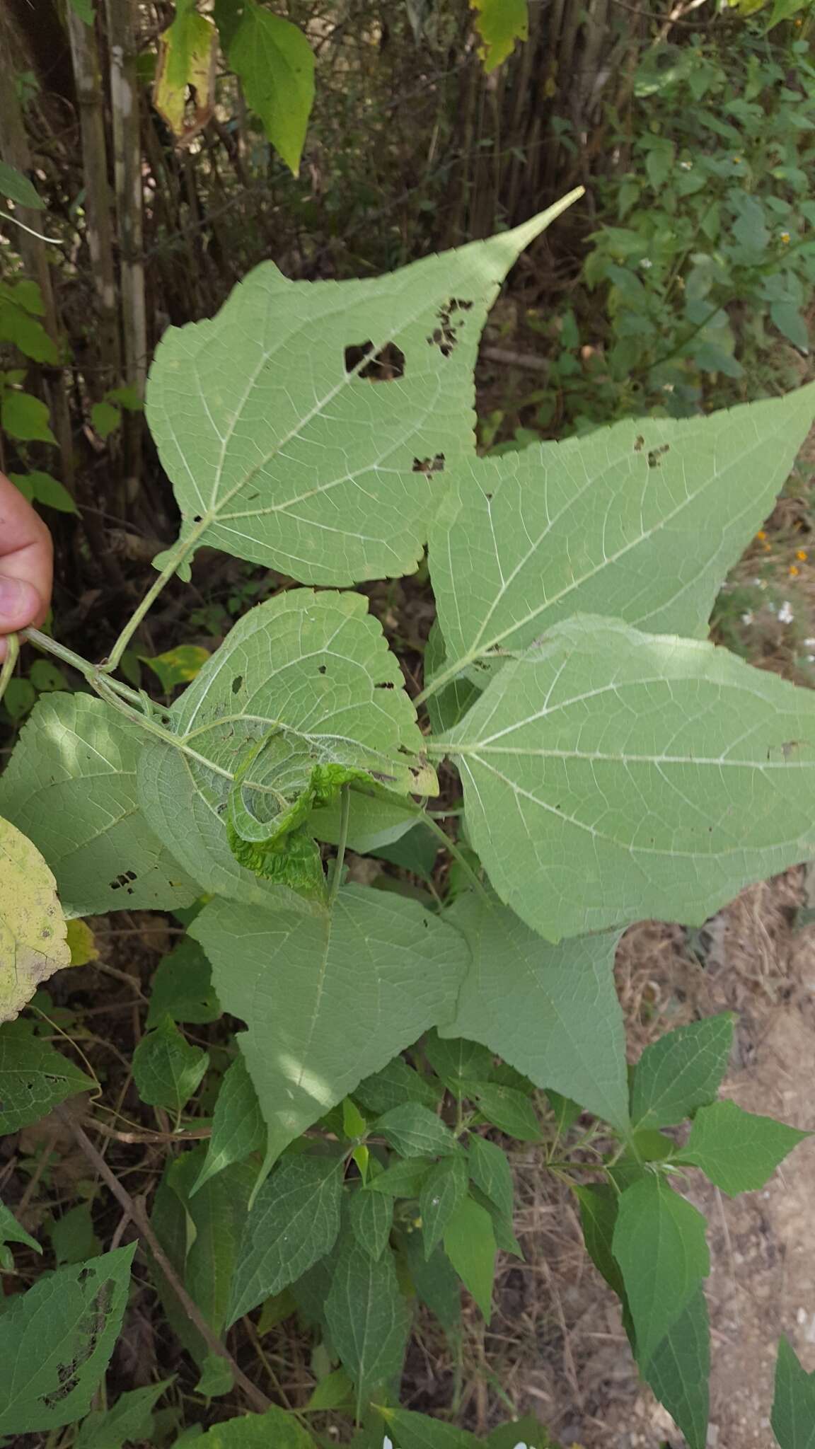 Image of Montanoa leucantha subsp. arborescens (A. P. DC.) V. A. Funk